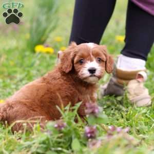 Mickey, Cavapoo Puppy